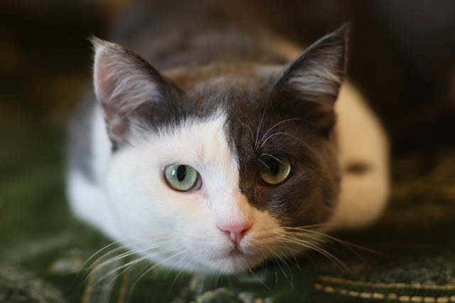 La dentition des chatons :
