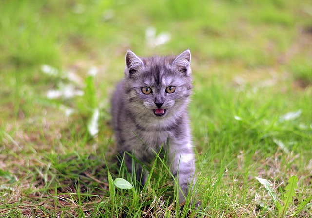 Respiration bruyante chez le chat.