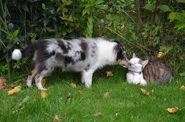 Cohabitation entre chien et chat