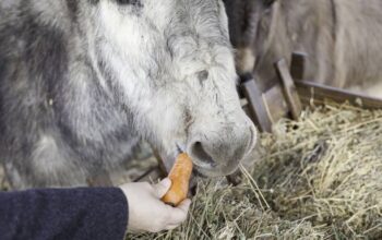 Comment évaluer les besoins nutritionnels de votre cheval pour choisir les bons compléments ?