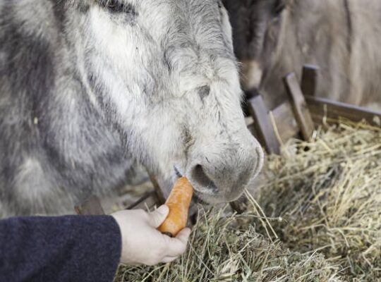 Comment évaluer les besoins nutritionnels de votre cheval pour choisir les bons compléments ?