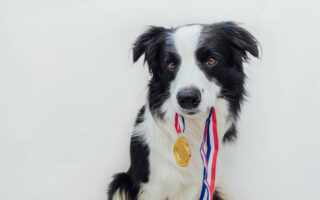 Médaille pour chien, comment faire le meilleur choix ?