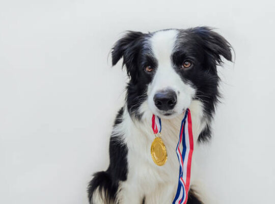 Médaille pour chien, comment faire le meilleur choix ?