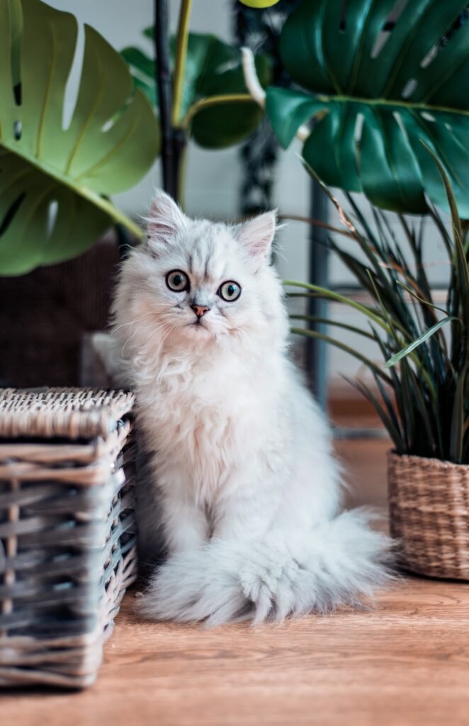 Offrir des jouets à votre chat : où trouver les meilleurs ?