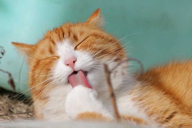 Pâtées Bio pour Chat : découvrez nos astuces