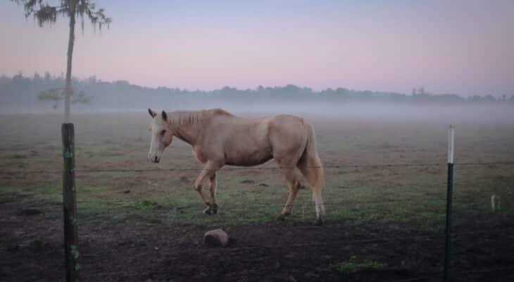 Le Comtois, une race de cheval de trait docile et polyvalente