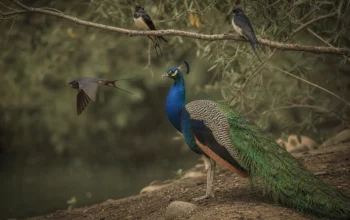 Des hirondelles aux paons : les motifs animaliers qui subliment l’esprit bohème
